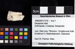 Foto (Objket + Etiketten) von Decapoda indet. 